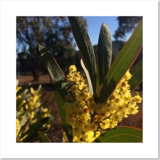 Wattle Flowers Posters and Art